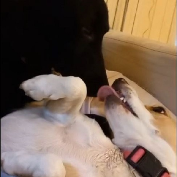 I cani di Cani Felici ASD