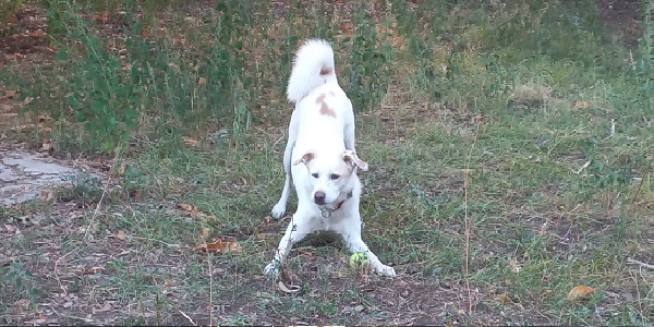 Gioco