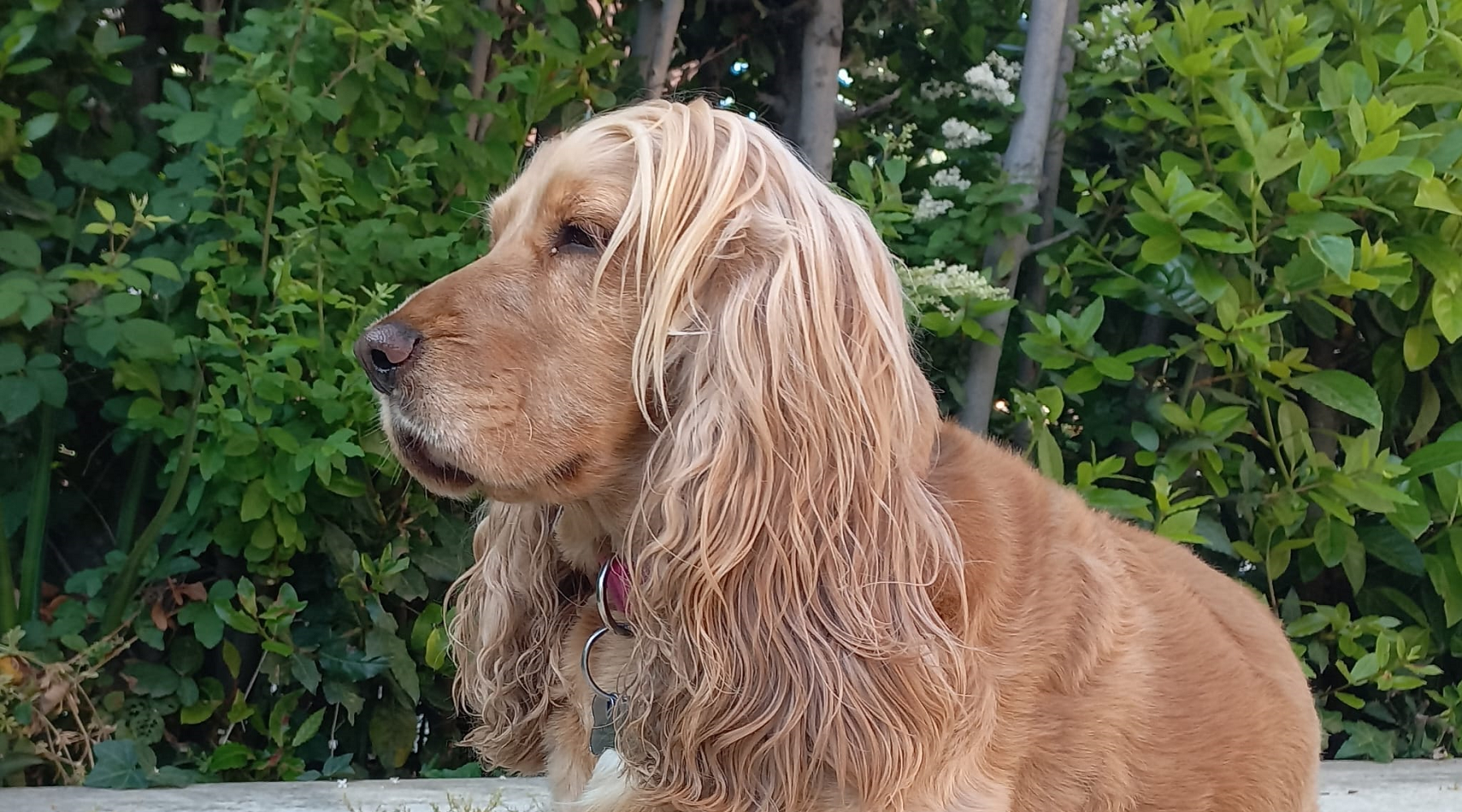 Cani Felici ASD