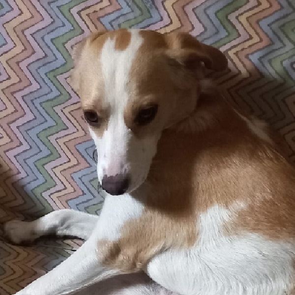 Maya
